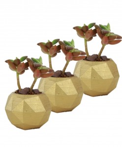 Mini Çiçek Saksı Küçük Sukulent Altın Kaktüs Saksısı 3'lü Set Mini Poly Silindir Model